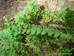 Image of pink snowberry