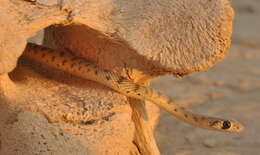 Image of Spotted Desert Racer