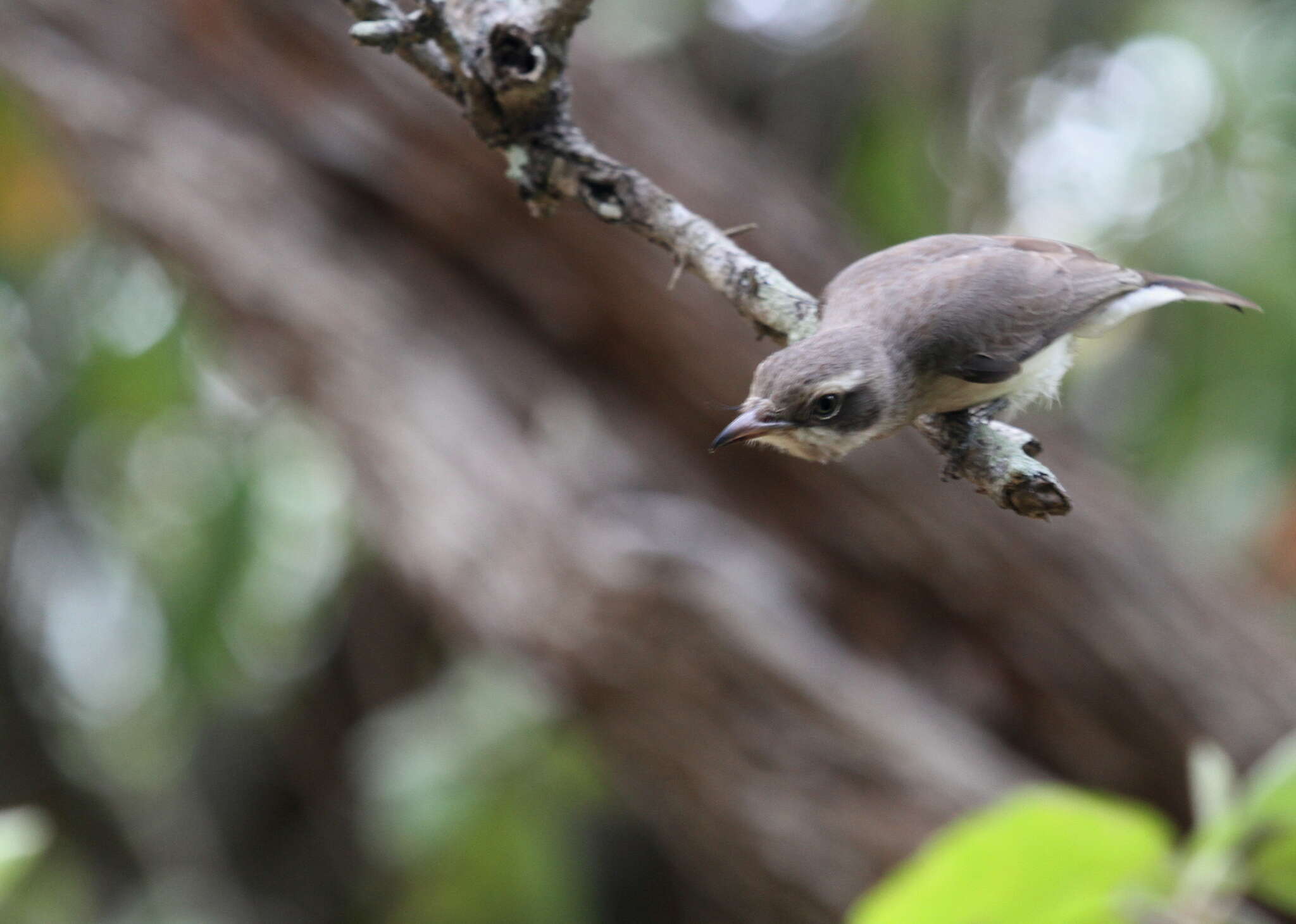 Image de Tephrodornis affinis Blyth 1847