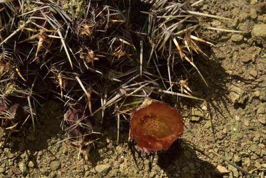 Imagem de Austrocactus coxii (K. Schum.) Backeb.