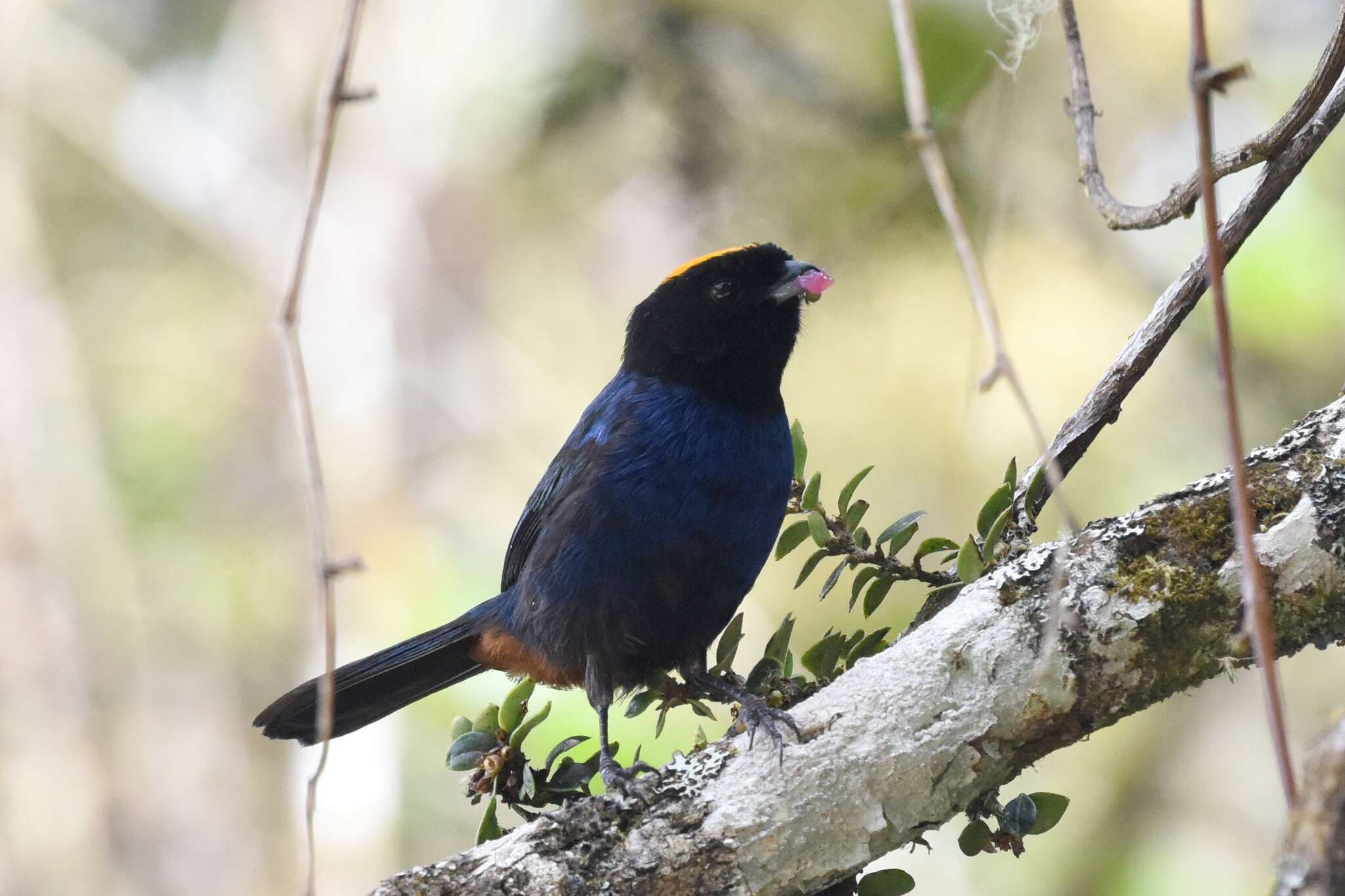 Imagem de Iridosornis rufivertex (Lafresnaye 1842)