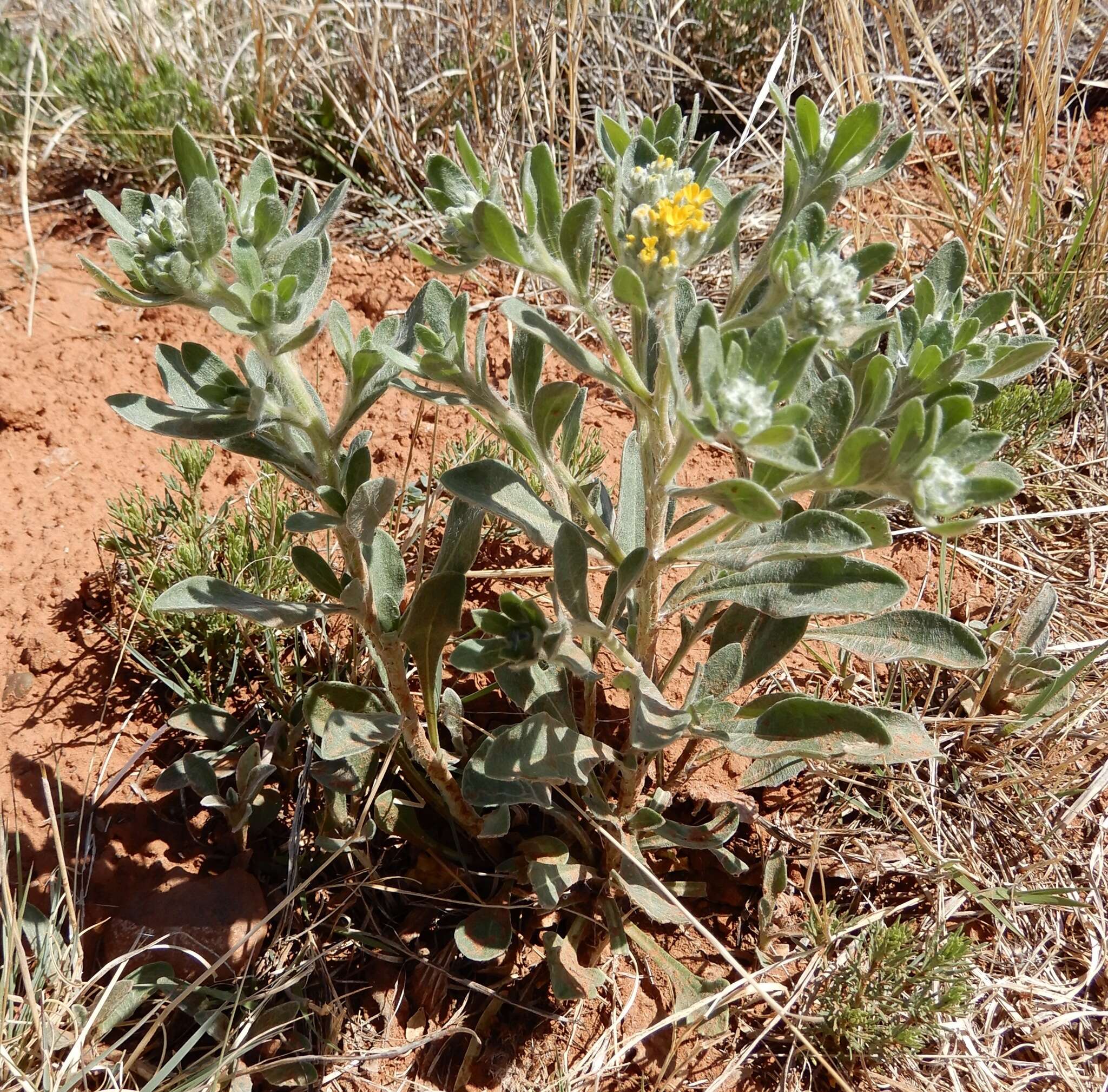 Image of woolly paperflower