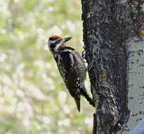 Image of Red-naped Sapsucker