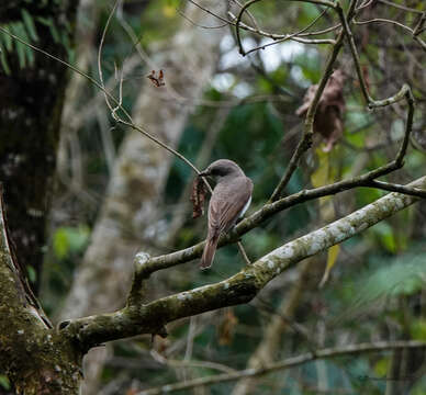 Image of Large Woodshrike