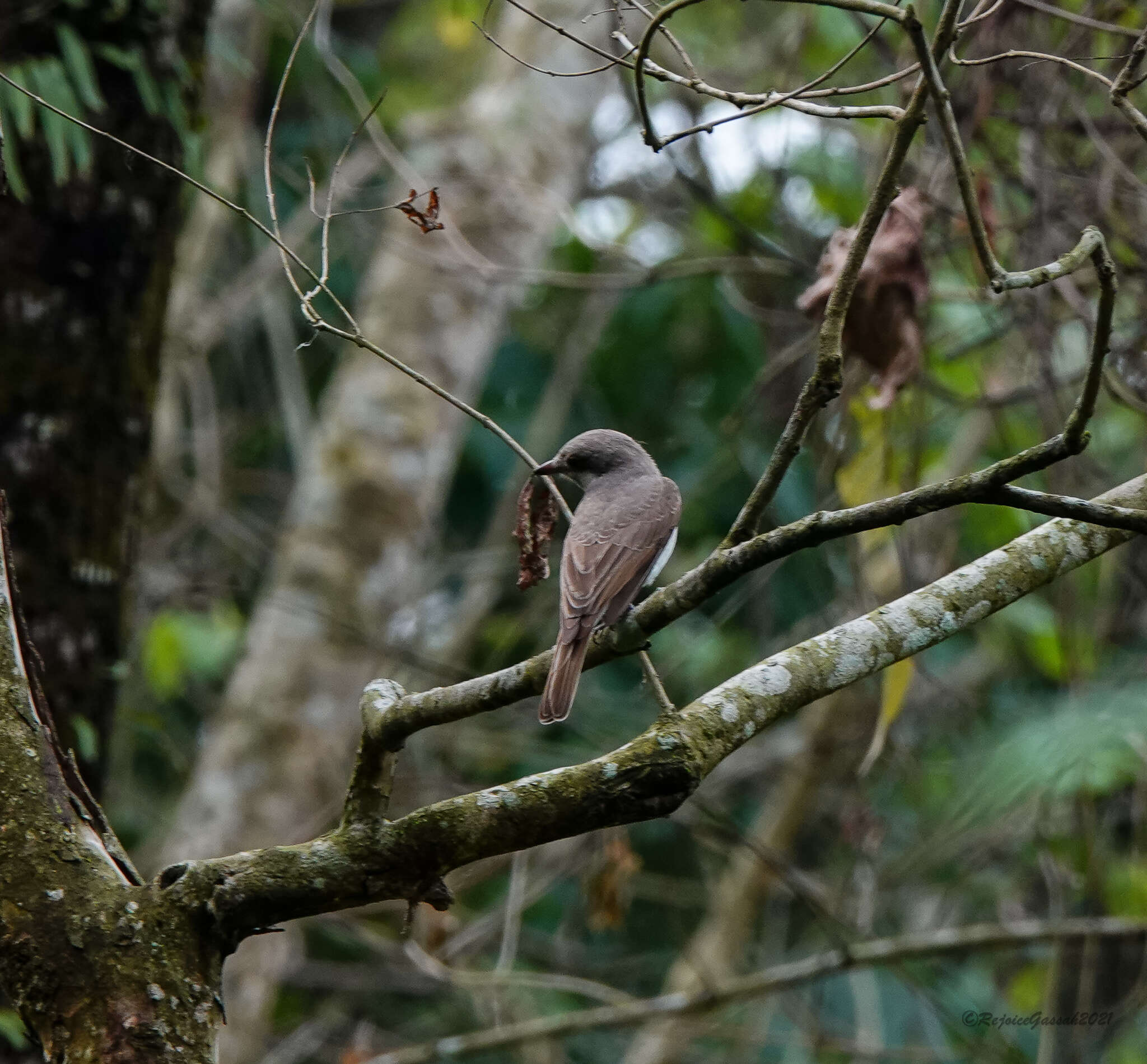 Tephrodornis virgatus (Temminck 1824)的圖片