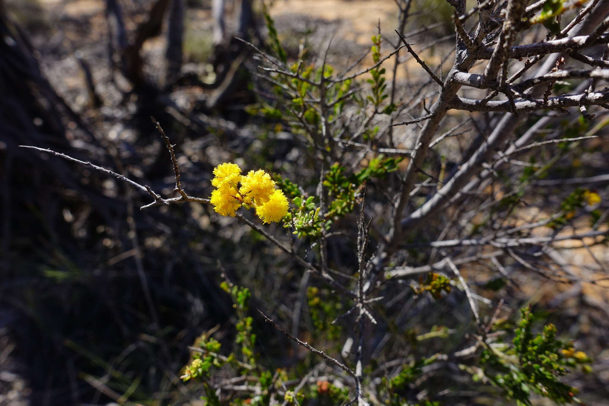 Imagem de Acacia acanthoclada subsp. acanthoclada