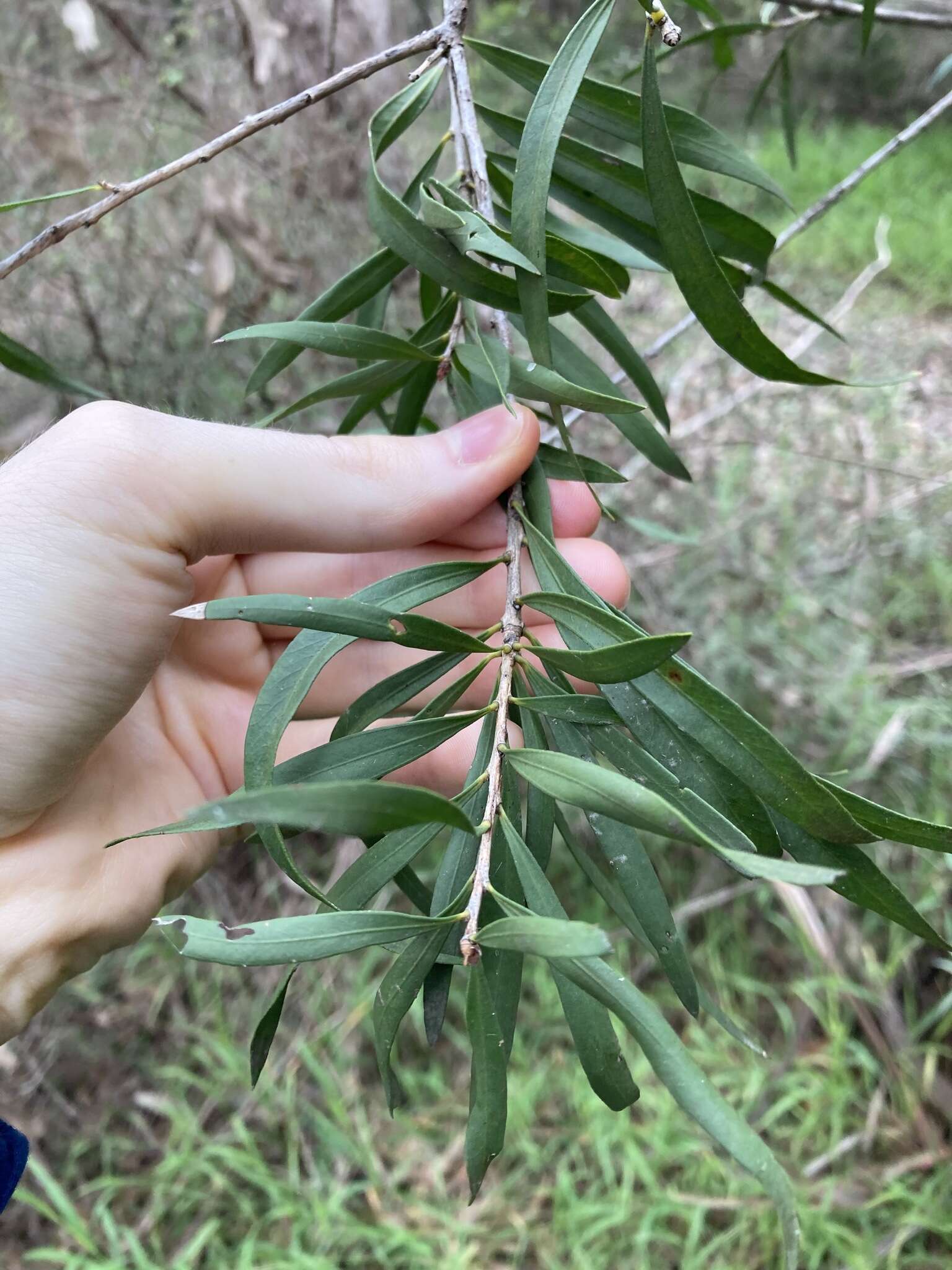 Sivun Callistemon linearifolius (Link) DC. kuva