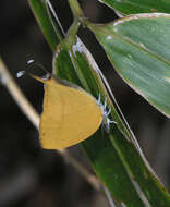 Imagem de Loxura atymnus continentalis Fruhstorfer (1912)