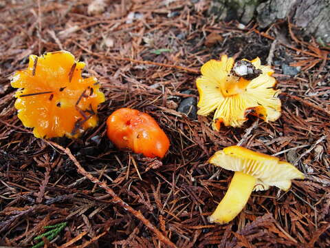 Слика од Hygrocybe aurantiosplendens R. Haller Aar. 1954