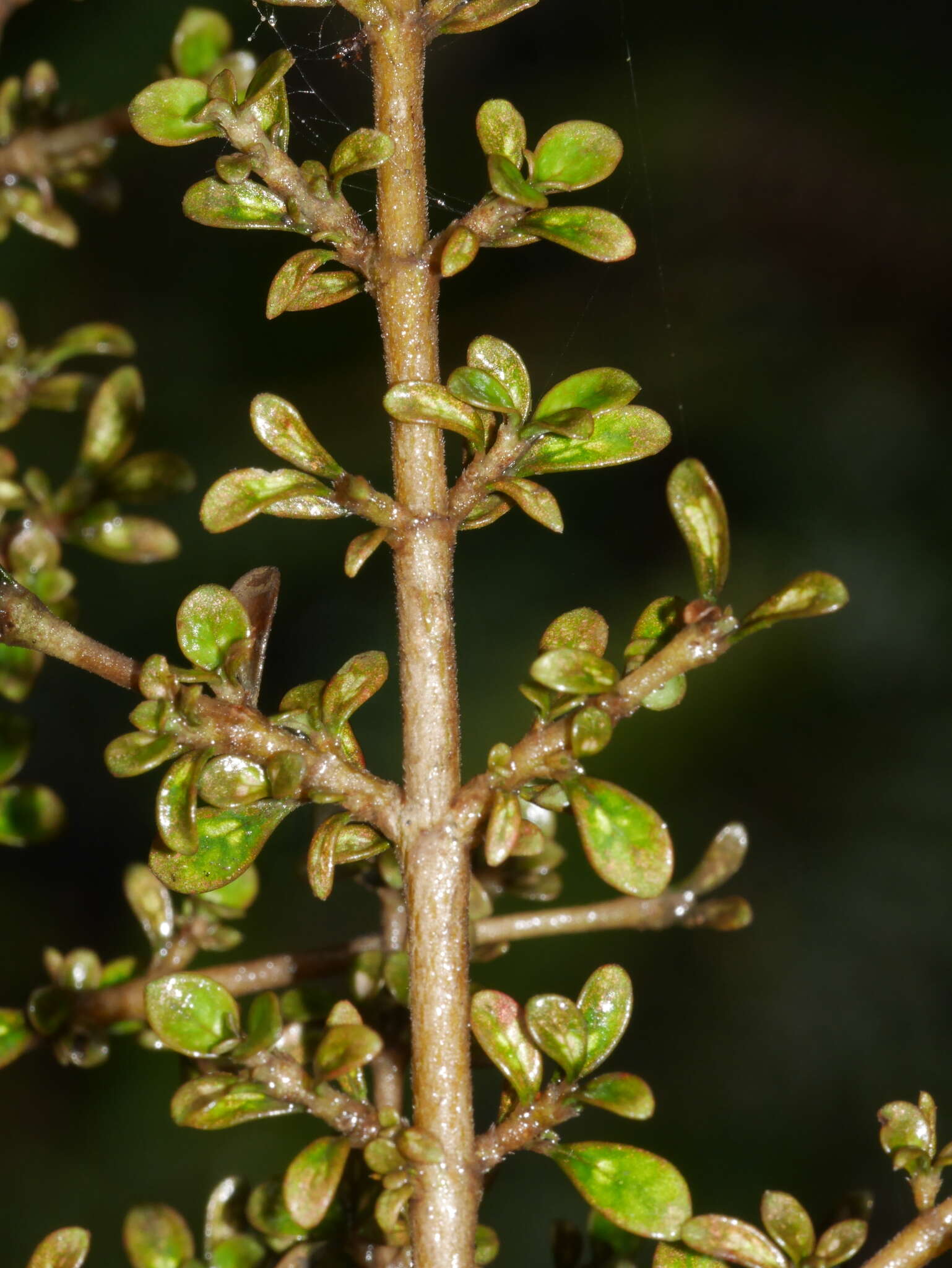 Imagem de Coprosma parviflora Hook. fil.