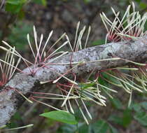 Image of Ixora cauliflora Montrouz.