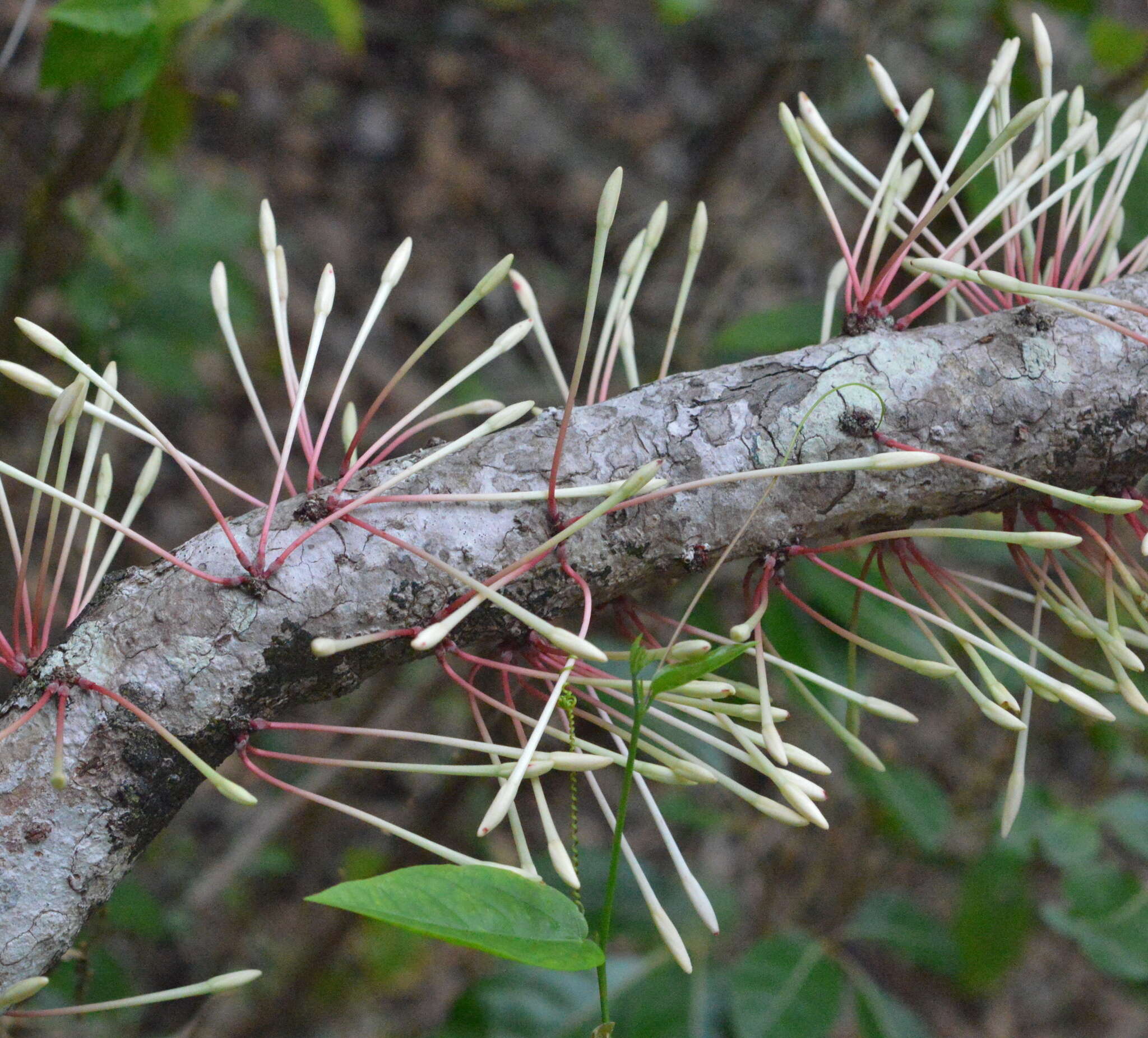 Image of Ixora cauliflora Montrouz.