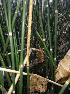 Sivun Equisetum hyemale subsp. hyemale kuva