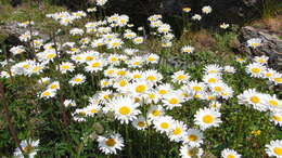 Слика од Leucanthemum adustum (Koch) Gremli