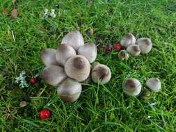 Coprinopsis atramentaria (Bull.) Redhead, Vilgalys & Moncalvo 2001 resmi