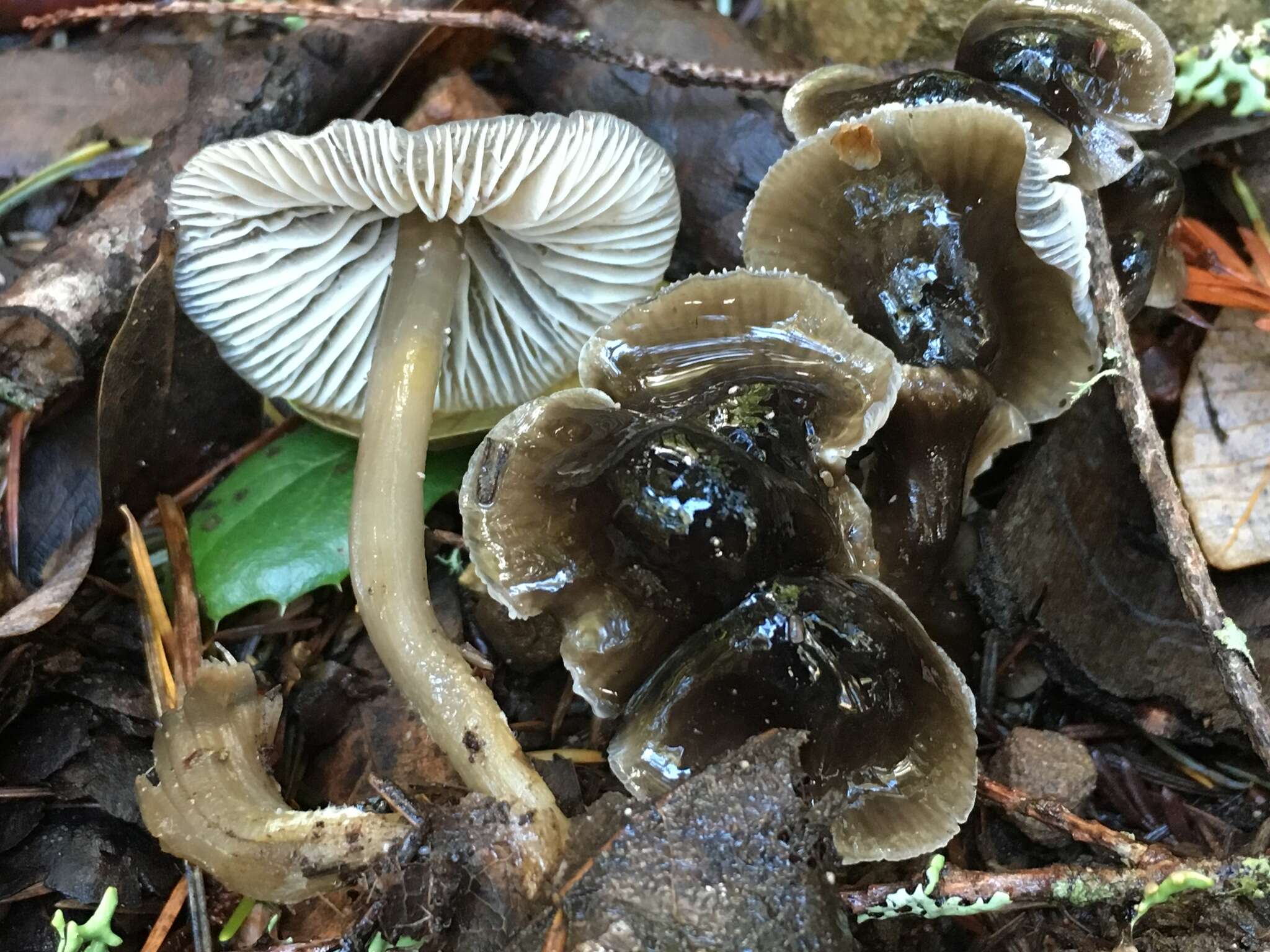 Image of Mycena quiniaultensis Kauffman 1935