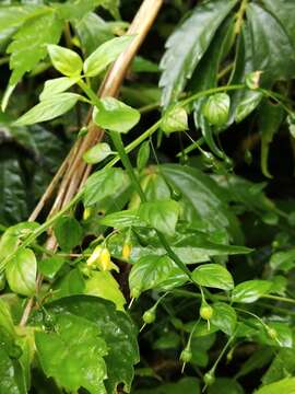 Image of Lysimachia capillipes Hemsl.