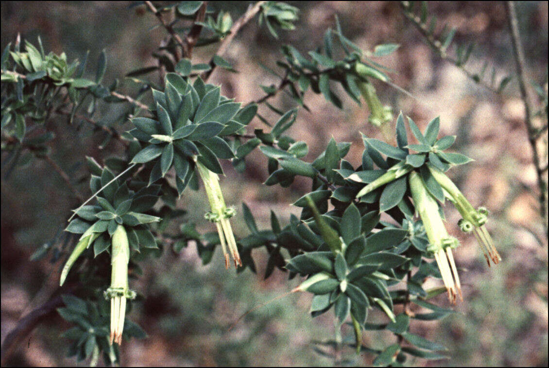 Image of Styphelia viridis Andr.