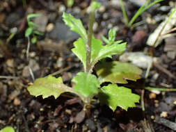 Image of Senecio lividus L.