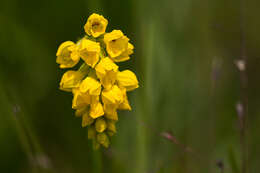 Schizochilus zeyheri Sond. resmi