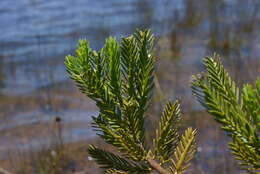 Retrophyllum minus (Carrière) C. N. Page resmi