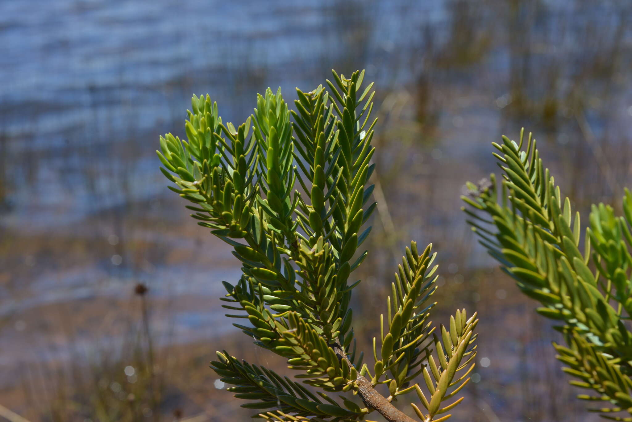 Image of New Caledonia retrophyllum