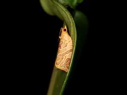 Image of Appleleaf-curling moth