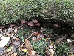 Image of Hypholoma brunneum (Massee) D. A. Reid 1956