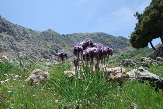 Plancia ëd Iris susiana L.