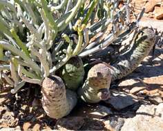 Image of Ceropegia perlata (Dinter) Bruyns