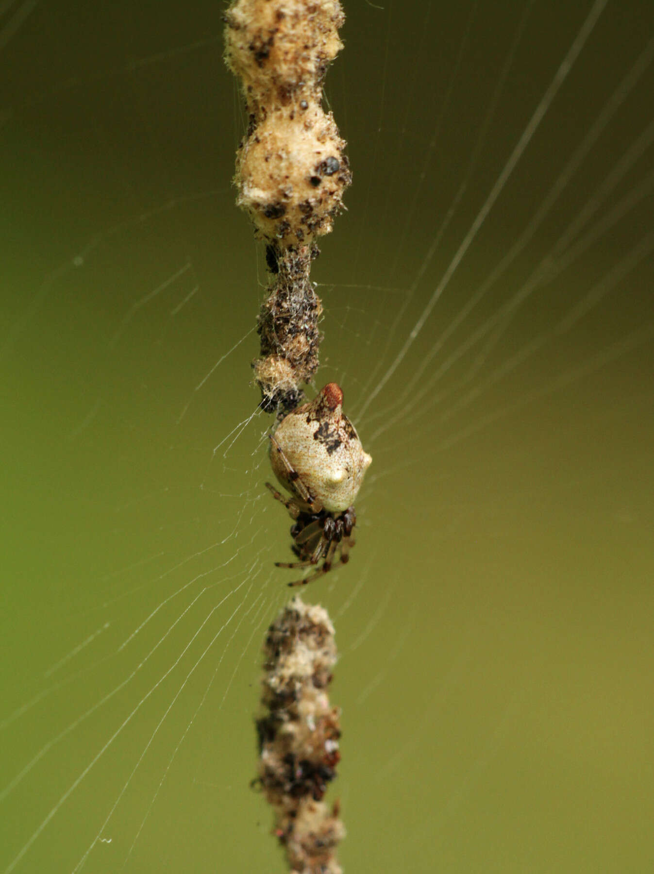 Image of Trashline orbweaver