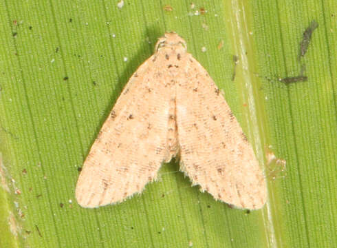 Image of Stippled Sigela Moth