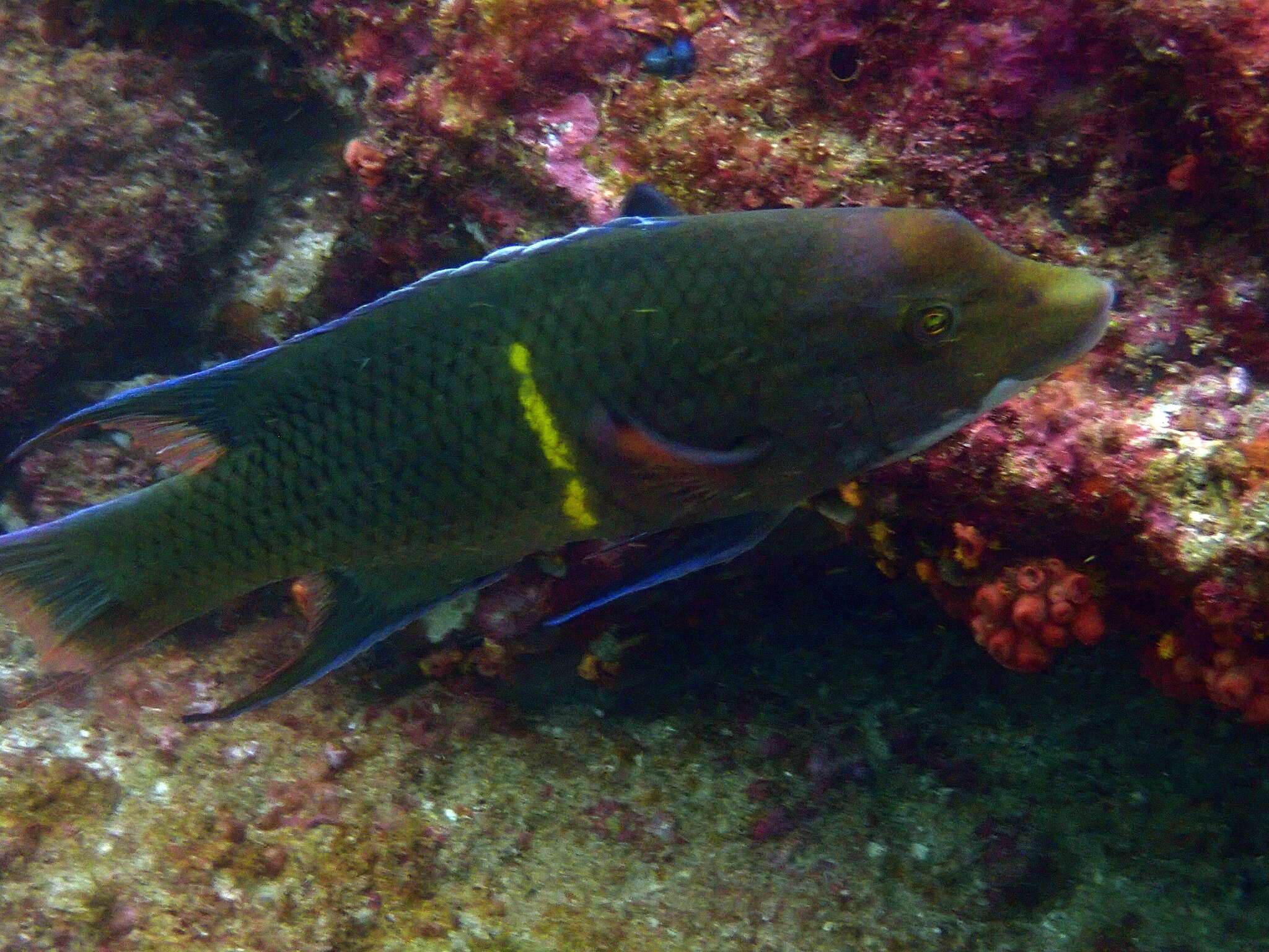 Imagem de Bodianus diplotaenia (Gill 1862)