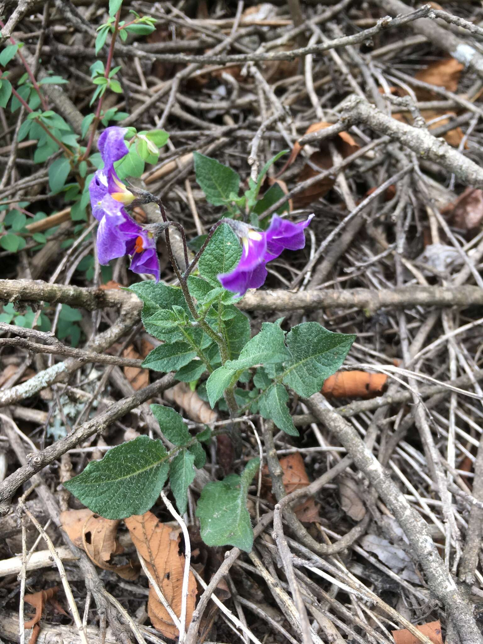 Solanum demissum Lindl.的圖片