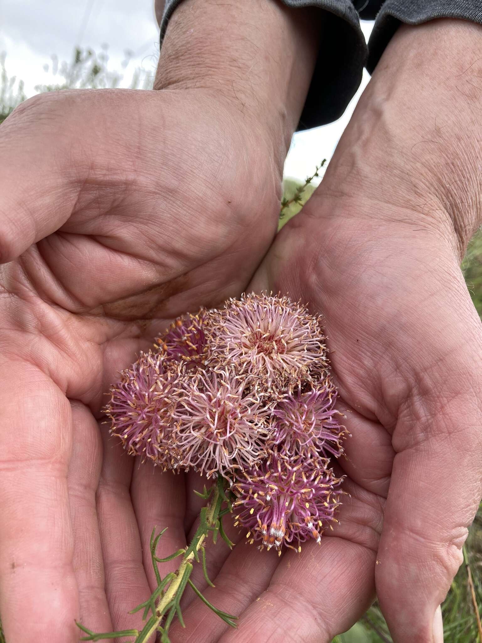 Image of Serruria pinnata R. Br.