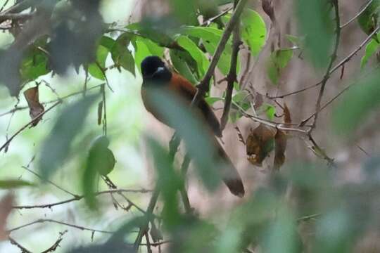 Image of Black-headed Paradise-Flycatcher