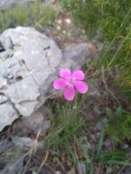 Image of Dianthus saetabensis Rouy