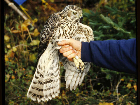 Image of Accipiter gentilis atricapillus (Wilson & A 1812)