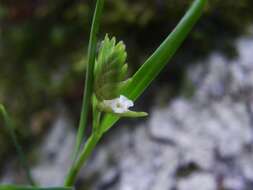 Image of Elleanthus graminifolius (Barb. Rodr.) Løjtnant