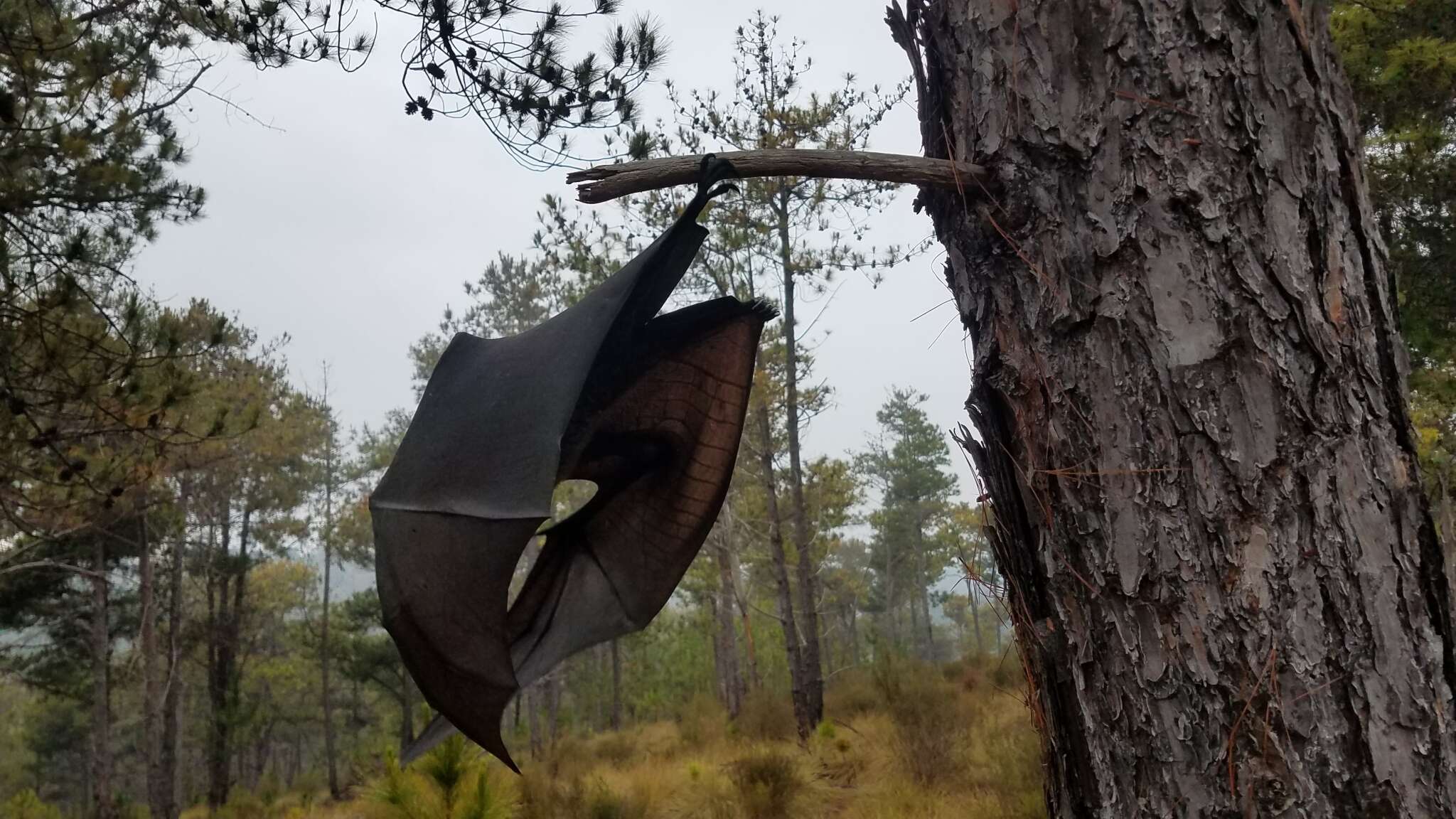 Image of Madagascan Flying Fox