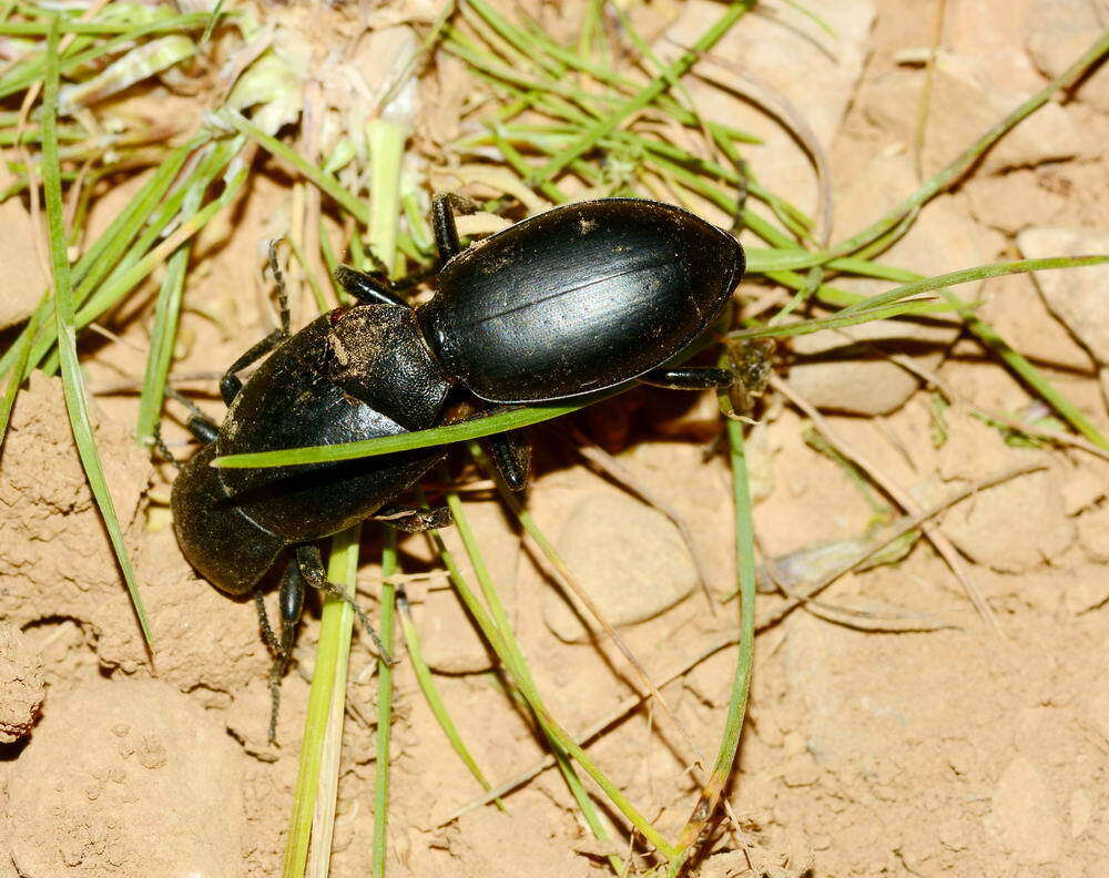 Image of Carabus (Cyclocarabus) namanganensis Heyden 1886