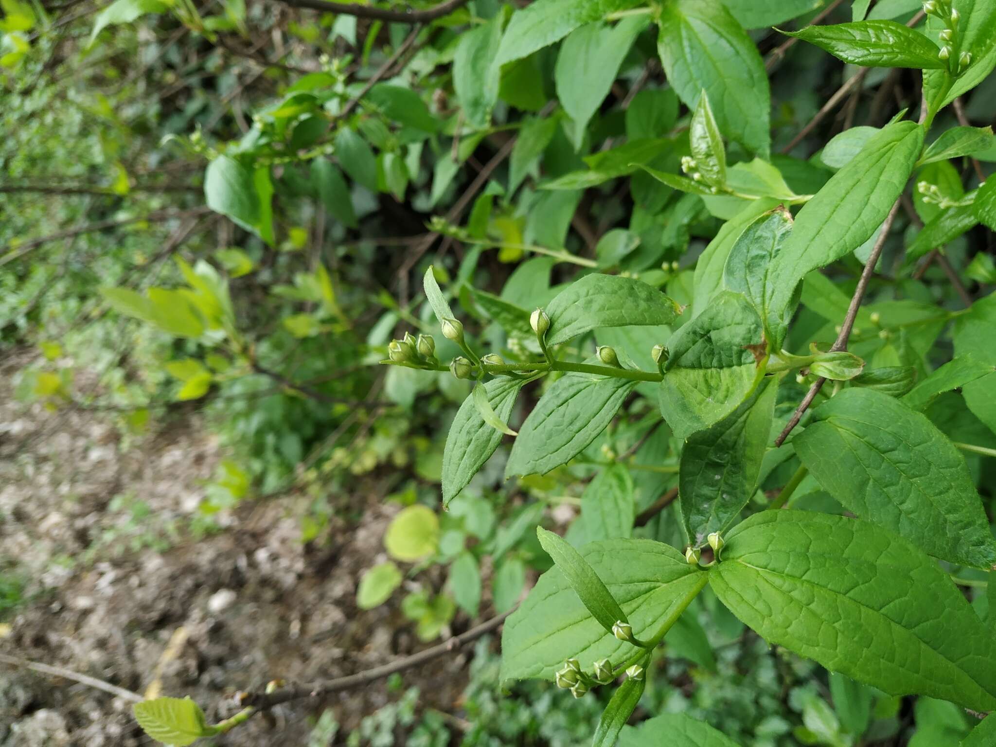 Image of golden mock orange