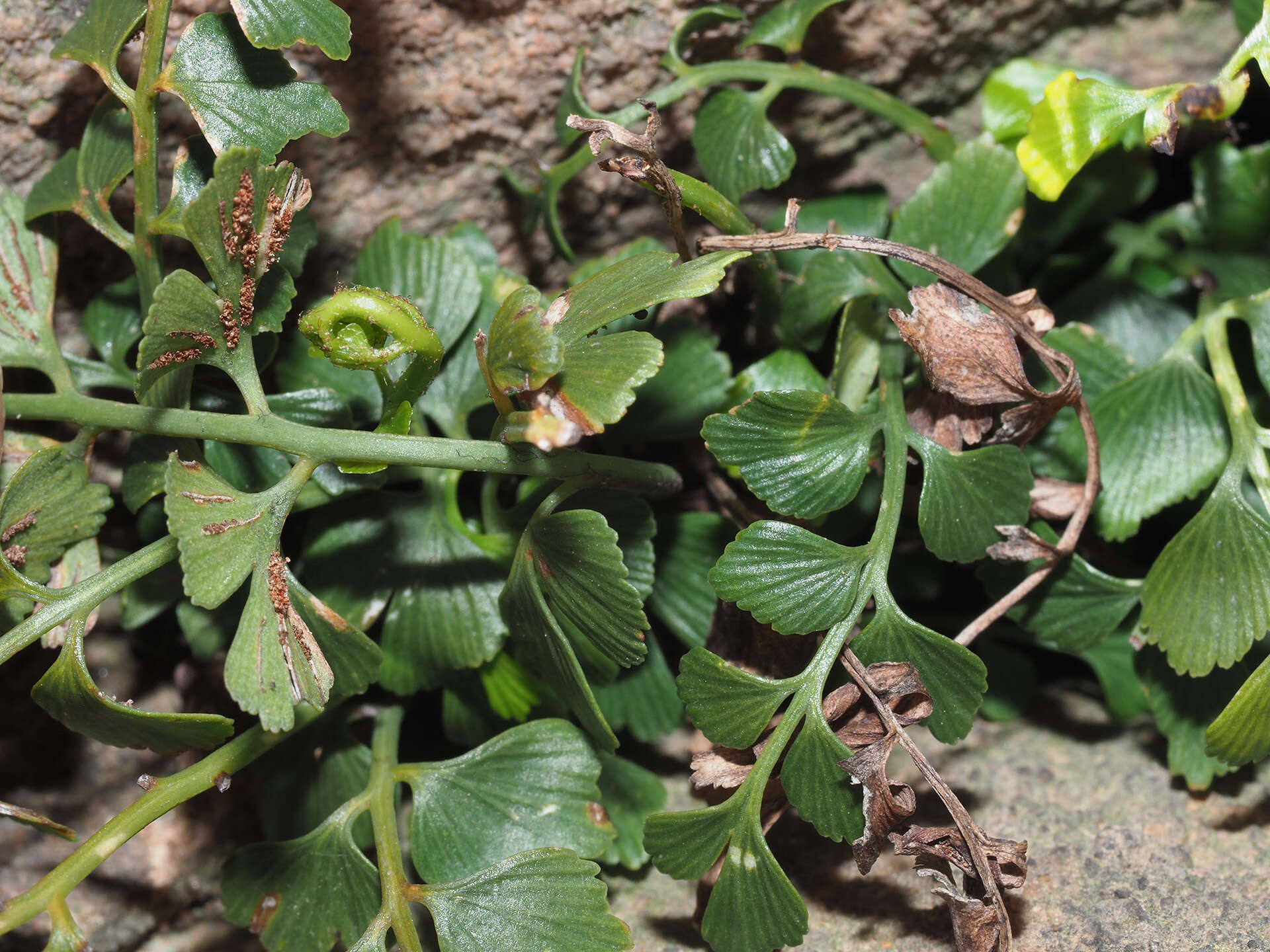 Image of Asplenium multiforme Krasser