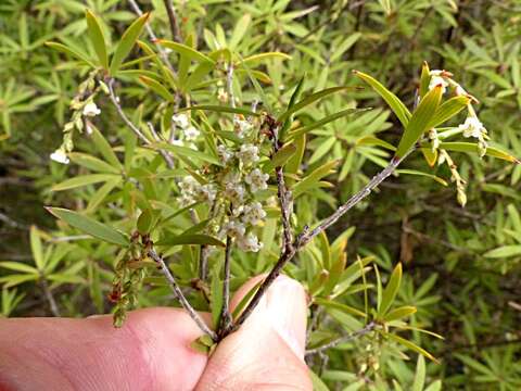 Imagem de <i>Leucopogon fasciculatus</i>