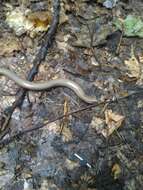 Image of Slow worm