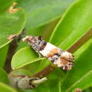 Lobesia bicinctana Duponchel 1843 resmi