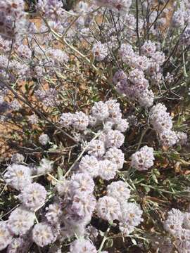 Image of Ptilotus obovatus (Gaudich.) F. Müll.