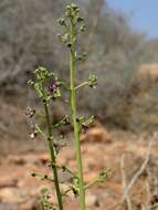 Scrophularia canina subsp. canina resmi