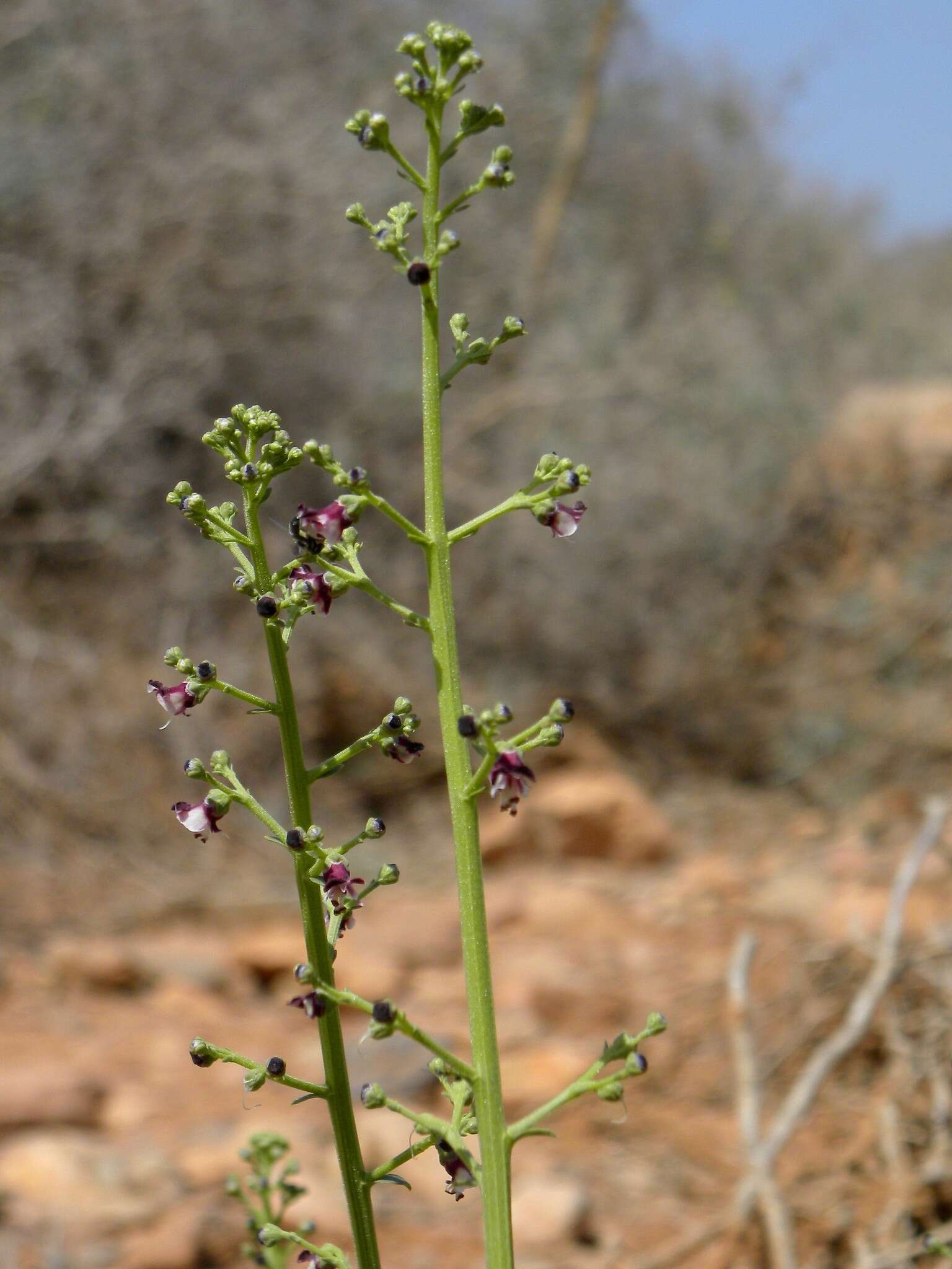 Scrophularia canina subsp. canina resmi