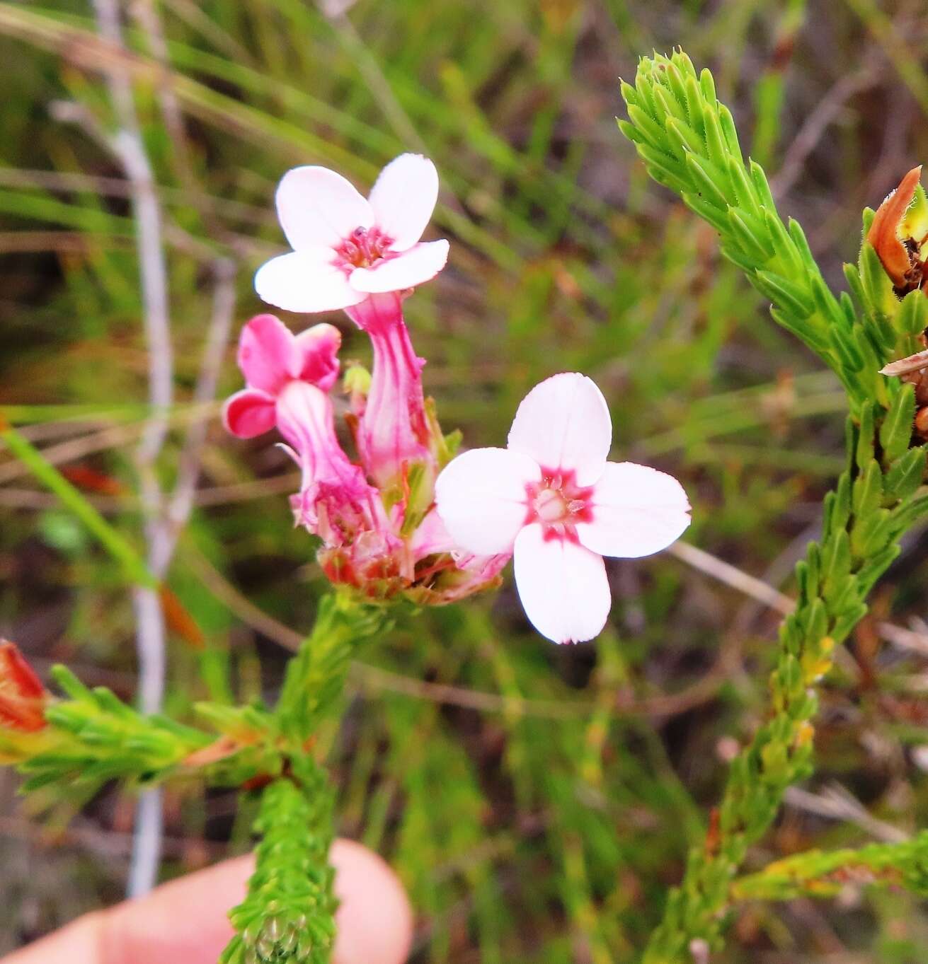 Image of Erica ampullacea var. ampullacea